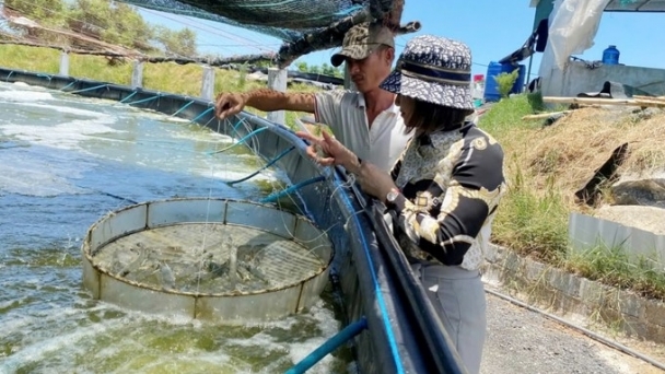 Two-stage shrimp farming controls diseases well and increases productivity by 15%